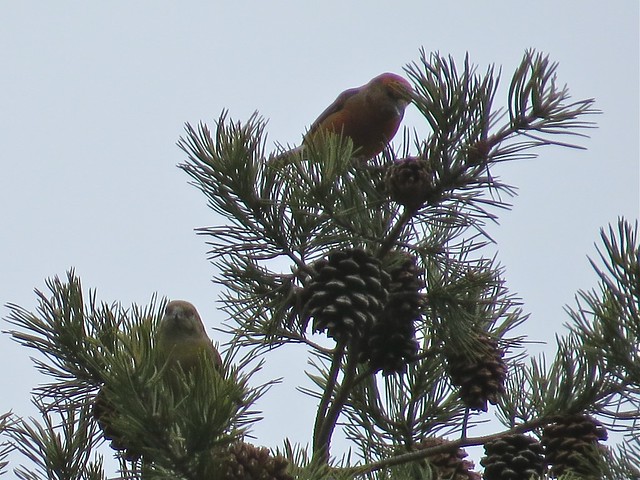 Red Crossbill at Sand Ridge State Forest in Mason County, IL 03