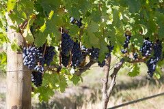 Vineyards, Stark-Condé Wines