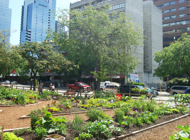 urban-garden