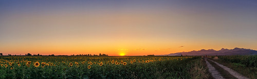 road travel blue sunset italy panorama orange sun sunlight mountains girl field canon landscape evening twilight view dusk sigma naturallight wideangle lucca panoramic tuscany sunflower clearsky 17mm sigmalens massaciuccoli 700d canon700d canoneos700d t5i sigma1750mmf28 canont5i canoneost5i