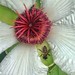 在花朵上玩抓迷藏，兩隻蜜蜂樂在其中。������ #Bees just wanna have fun: playing #hideandseek on a #flower. #white #magenta #green #punggolwaterway #park