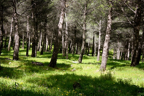 jaen trees andalucia spain canonefs1855mmf3556is canoneosrebelxs