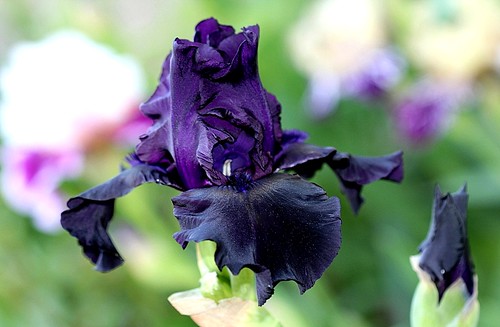 Iris - floraisons 2011 - Page 2 8735048253_bd97640bb1
