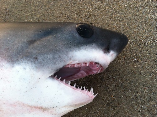 Venice Beach Shark