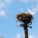 Storks' nest with a little stork inside.
