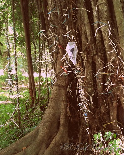 Lahad Datu Straw Tree-003