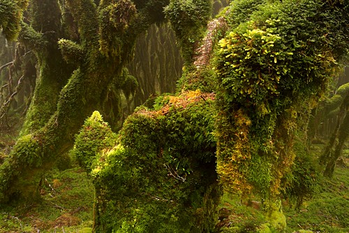 green nature forest landscape moss lichen urewera teureweranationalpark nothofagussolandri vivitar20mmf38 goblinforest nothofagussolandrivarcliffortioides manuoha mountmanuoha manuohahut