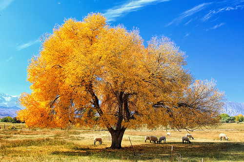 california ca travel autumn usa tree fall nature water field leaves animal yellow photoshop canon landscape gold photo interestingness interesting october day photographer sheep picture clarity sierra hwy clear explore adobe northern sierranevada eastern bishop adjust easternsierras infocus highway395 cs6 2013 denoise 60d topazlabs photographersnaturecom davetoussaint
