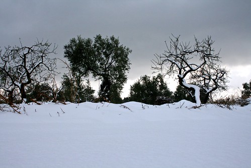 trees winter sunset italy white snow cold blanco nature clouds canon atardecer nieve invierno frío puglia