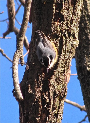 Red-breasted Nuthatch at Greenwood Cemetery in Winnebago County, IL 04