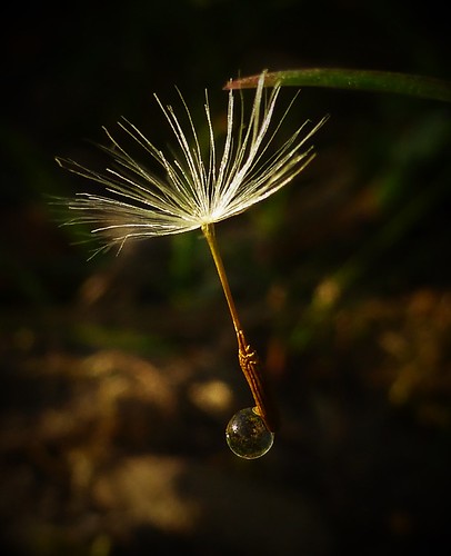 morning macro nature water grass sunrise dawn seed dandelion droplet