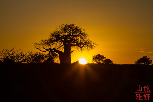 africa sunset plant landscape tanzania banana safari arusha baobabtree tarangirenationalpark adansoniadigitata boababtree africanwildcatsexpeditions tzday01