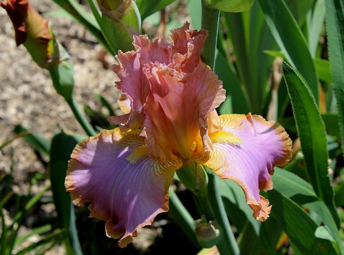  Nos Iris : floraisons 2012 - Page 2 8736080994_da866102ff