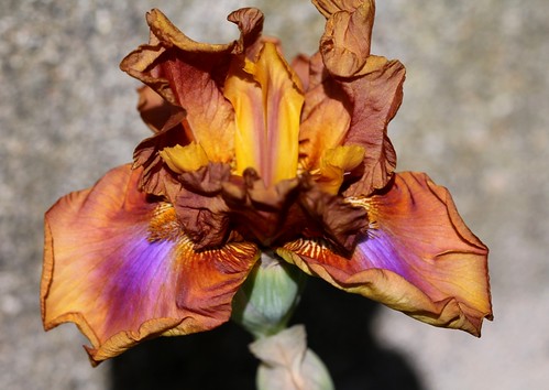Iris - floraisons 2011 - Page 2 8740675660_0e0a66f00d