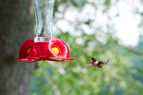 bird hummingbird birdfeeder archilochus taxonomy:binomial=archilochuscolubris