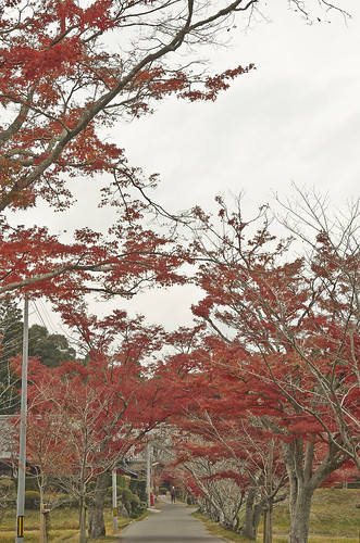 【写真】2013 紅葉 : 観音寺/2021-05-12/IMGP3650