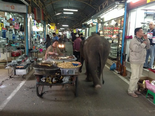 行走在廊开市场的大象