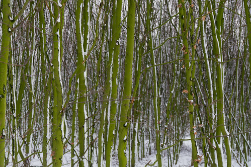 schnee winter snow nature netherlands forest walking landscape hiking wandelen walk sony sneeuw natur nederland natuur sigma hike groningen alpha bos landschaft wald wandern olanda landschap niederlande terapel nex 3n westerwolde sigmalens peisaj zăpadă iarnă pădure sonyalpha natură nex3 sonynex laea2 sonylaea2 nex3n sonynex3n