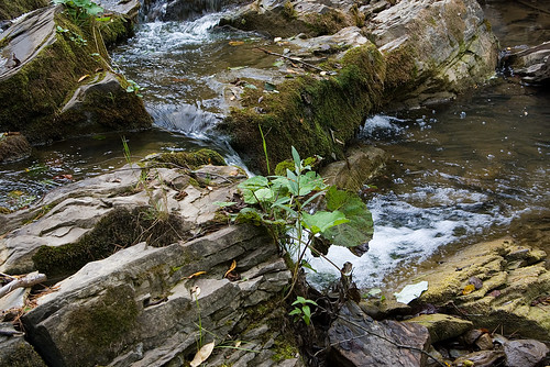 green nature water river waterfall flora stones poland polska natura bieszczady zielony woda rzeka kamienie wodospad bieszczadymountainrange dołżyczka