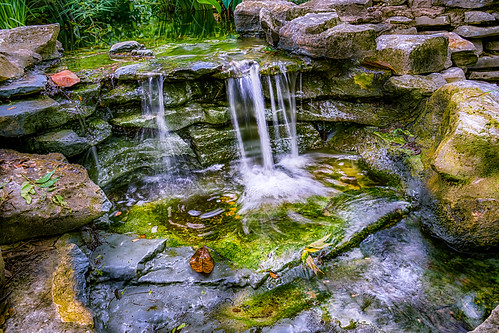 plant nature water leaves rock stone austin outside outdoors us waterfall pond texas unitedstates outdoor serene hdr zilkerbotanicalgardens