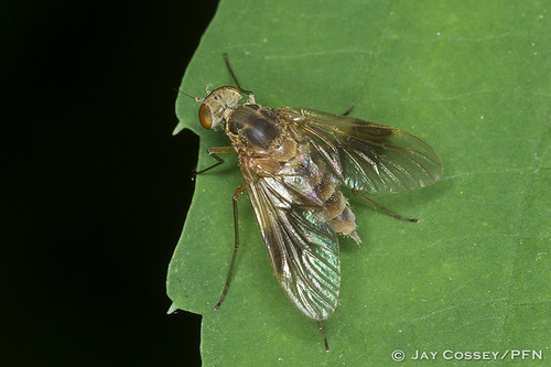 indiana naturephotography macrophotography martincounty insecta snipefly dipteraflies photographerjaycossey