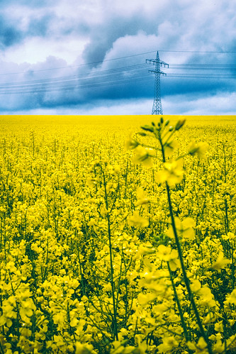 sky yellow clouds germany colours hessen may rhein rheingau rapeseed f35 electriccables 2013 xpro1 vsco polaroid690cold