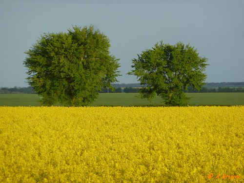 france tree nature colors yellow rural jaune landscape lumix spring couleurs campagne arbre printemps champ ligne colza