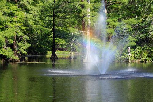lake sc nature water fountain swan pond photographer southcarolina swanlake sumter sethberryphotography
