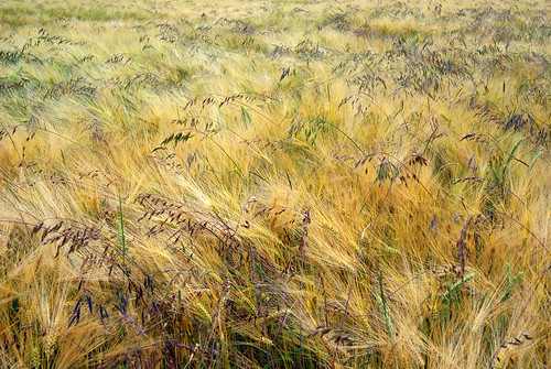 summer field germany corn hessen hesse
