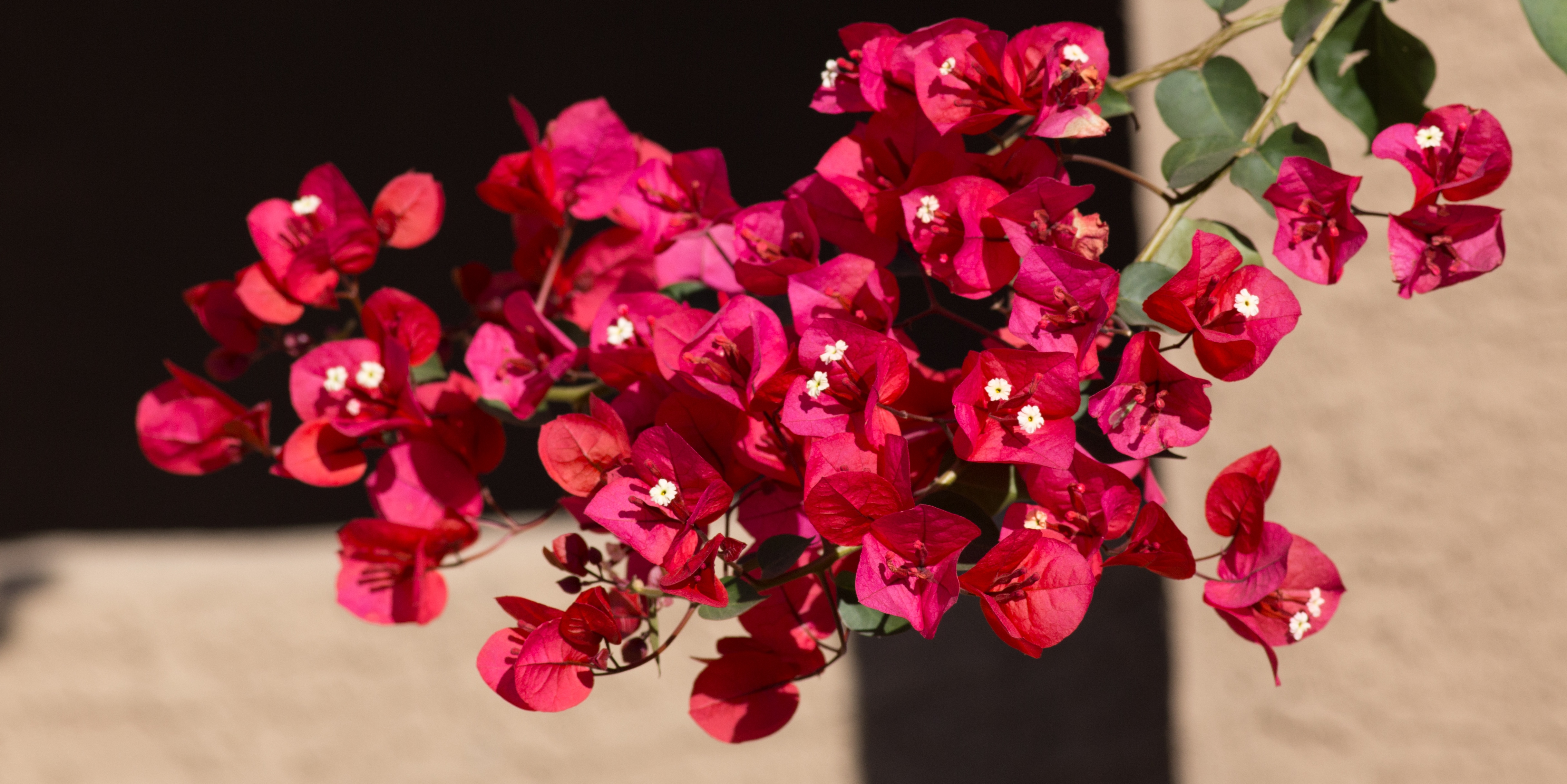 Tìm hiểu về cây hoa giấy - Bougainvillea spectabilis 