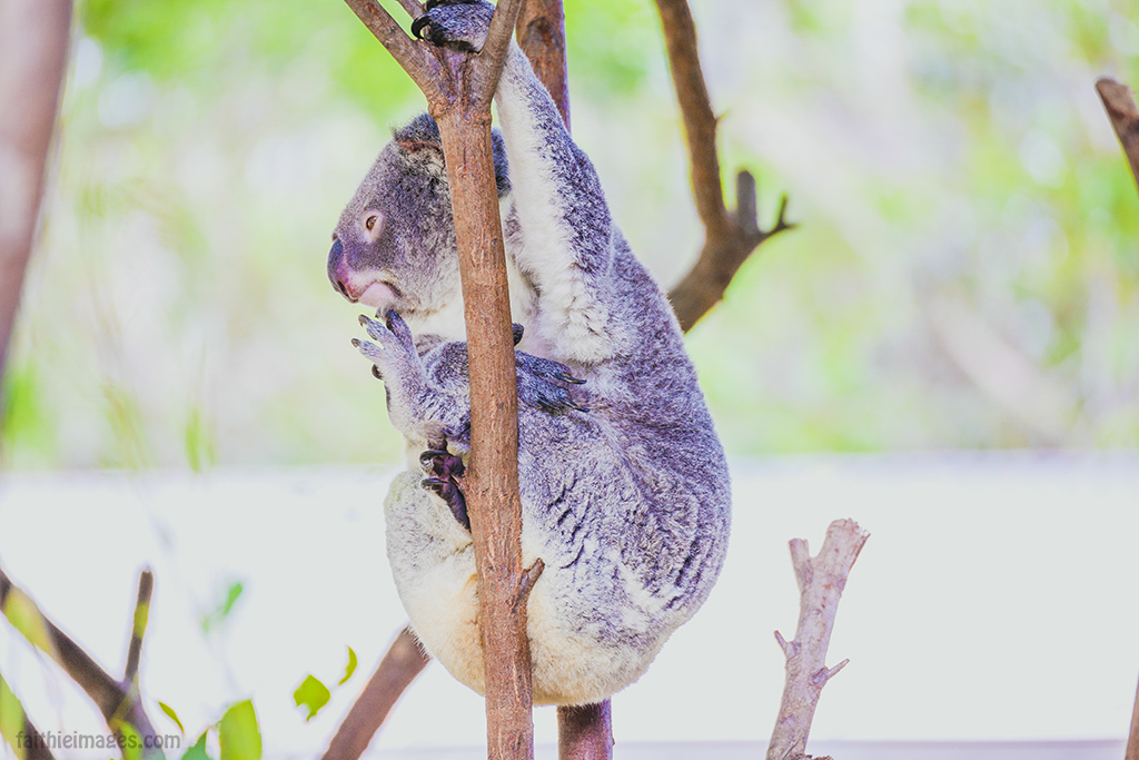 the most beautiful animal on earth a koala bear