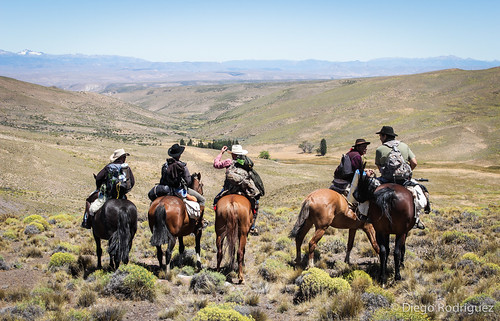 patagonia argentina caballo campo