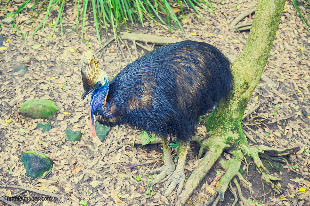 a rare cassowary