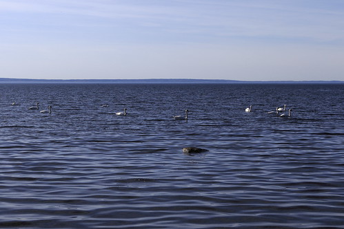 lake water birds view sweden outdoor norden swans nordic sverige scandinavia utsikt vatten omberg vättern fåglar sjö östergötland utomhus scandinavien svanar friluftliv eos7dmkii jörgenrosén