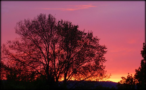 sunset silhouette ribbet treemendoustuesday