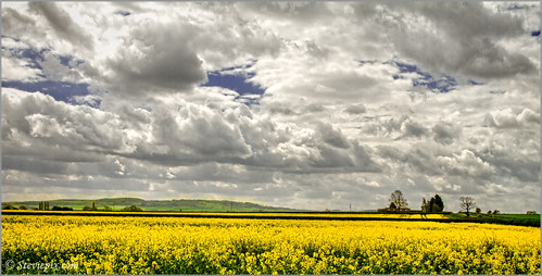 england sky cloud yellow rural landscape photo spring farm may bedfordshire rape agriculture leightonbuzzard 2013 365project steviepix