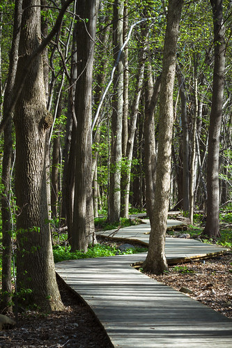 park trees canada green nature forest woods quebec path montreal trail boardwalk zigzag iledessoeurs verdun nunsisland canoneos7d canonef70200mmf28lisiiusm pca253
