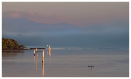 morning mist bird sunrise river small posts moruya