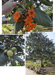 sébestier - Cordia sebestana - canalete - Geiger tree