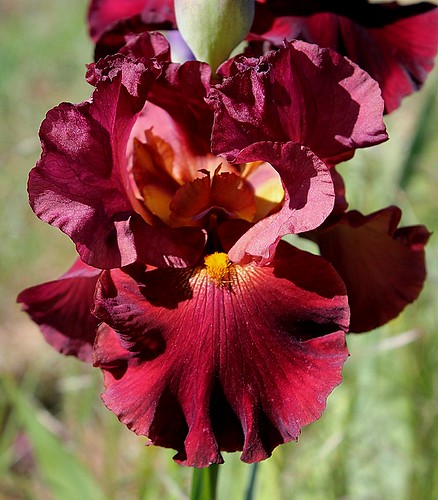 Iris - floraisons 2011 - Page 3 8740673280_21f8514a4d