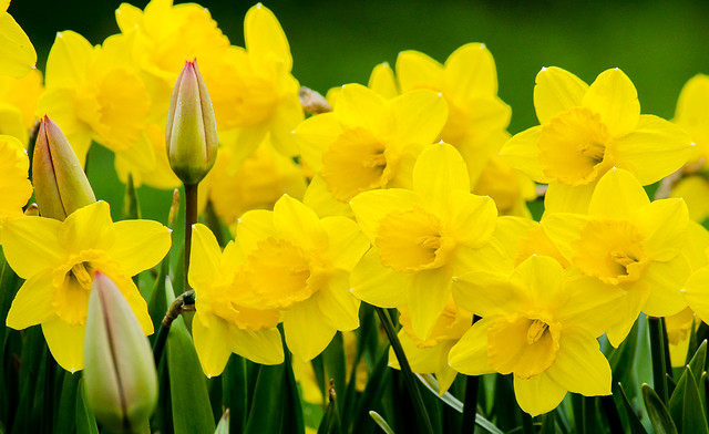 Daffodils, Yellow, Green, Flowers, Spring, Tulips