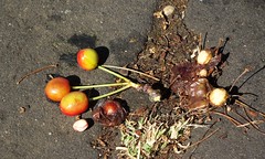 fallen fruit