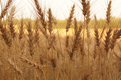 canada nature path farm wheat grow hide atv popcorncinema pccofficial nolankjarsgaard