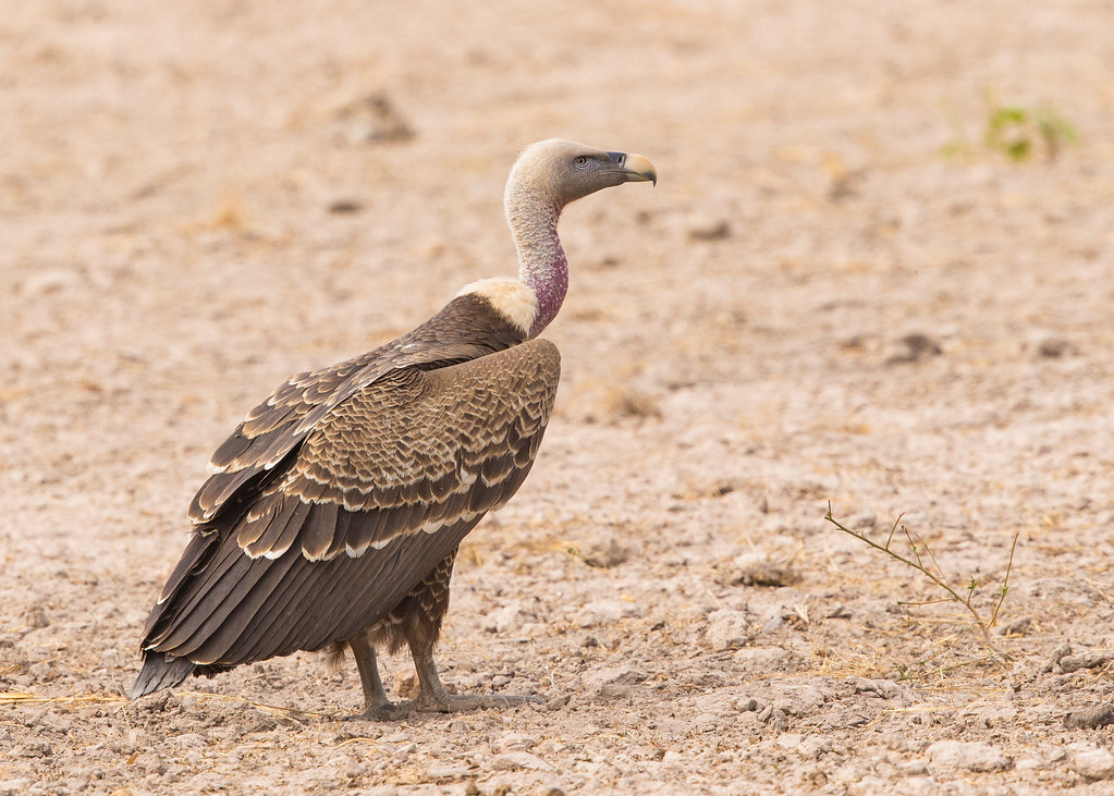 Rupell's Vulture  Gambia