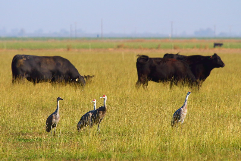 IMG_1335 Sandhill Cranes and Cattle