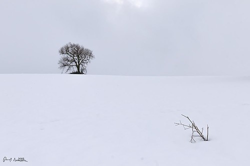 winter snow landscape nikon nieve paisaje árbol d300 valdorba nikon2470 txapardia12