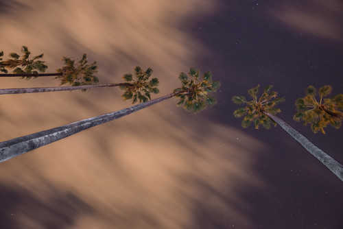 Palms in the Night