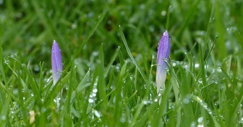 flower nature grass droplets drops crocus krokus bloem druppels platinumheartaward panasonicdmcfz150 1200624