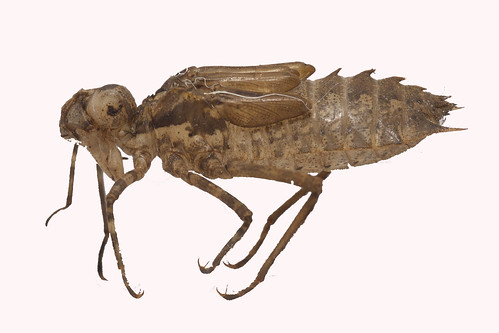 odonata anisoptera corduliidae