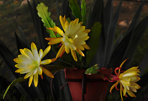 cactus plant nature garden ambientlight softbox epi epiphyllum offcameraflash strobist orchidcacti leafcacti yn560ii yongnuorf603n